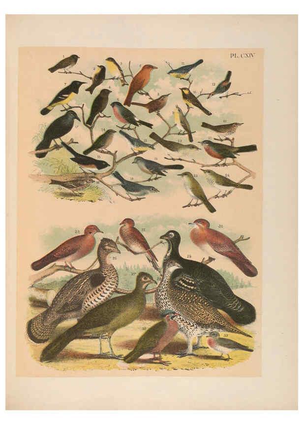 Reproducción/Reproduction 6022724562: The birds of North America New York :Published under the auspices of the Natural Science Association of America,1903