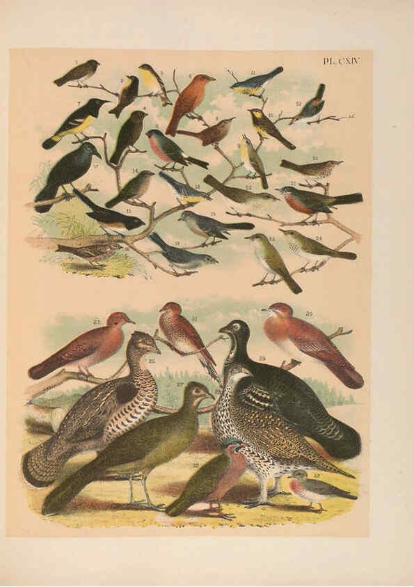 Reproducción/Reproduction 6022724562: The birds of North America New York :Published under the auspices of the Natural Science Association of America,1903