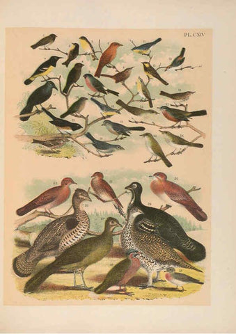 Reproducción/Reproduction 6022724562: The birds of North America New York :Published under the auspices of the Natural Science Association of America,1903