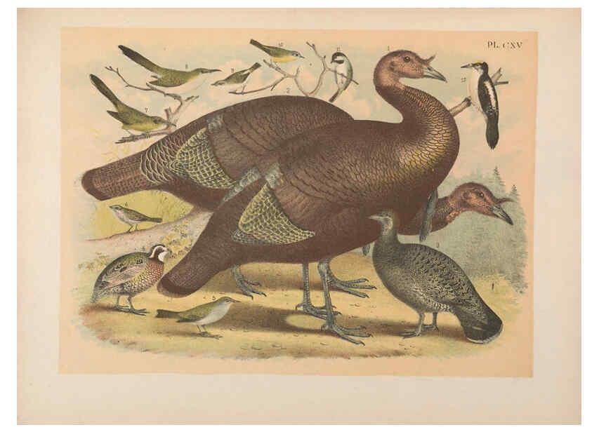 Reproducción/Reproduction 6022167529: The birds of North America New York :Published under the auspices of the Natural Science Association of America,1903