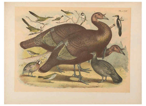 Reproducción/Reproduction 6022167529: The birds of North America New York :Published under the auspices of the Natural Science Association of America,1903