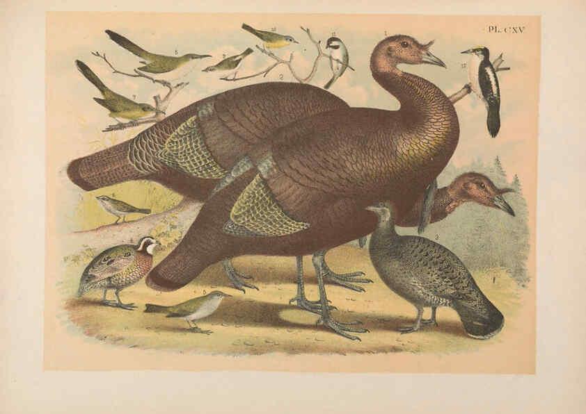 Reproducción/Reproduction 6022167529: The birds of North America New York :Published under the auspices of the Natural Science Association of America,1903