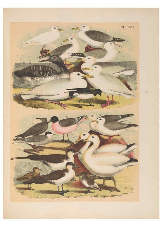 Reproducción/Reproduction 6022168005: The birds of North America New York :Published under the auspices of the Natural Science Association of America,1903
