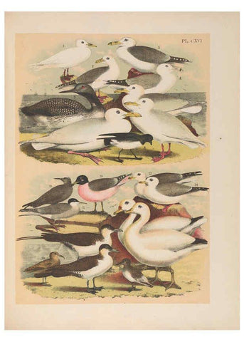 Reproducción/Reproduction 6022168005: The birds of North America New York :Published under the auspices of the Natural Science Association of America,1903