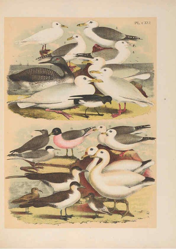 Reproducción/Reproduction 6022168005: The birds of North America New York :Published under the auspices of the Natural Science Association of America,1903