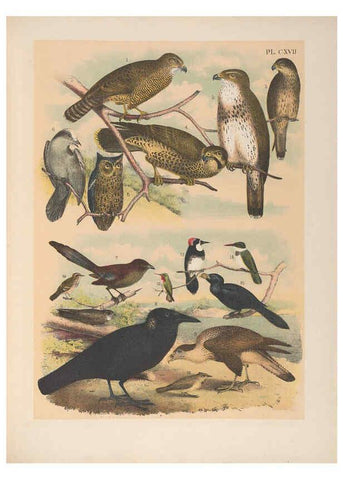 Reproducción/Reproduction 6022168495: The birds of North America New York :Published under the auspices of the Natural Science Association of America,1903