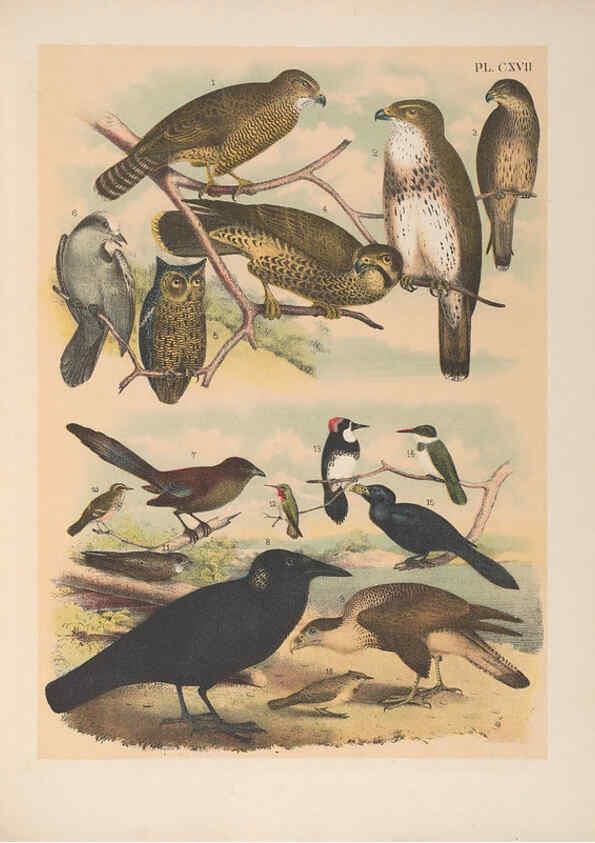 Reproducción/Reproduction 6022168495: The birds of North America New York :Published under the auspices of the Natural Science Association of America,1903