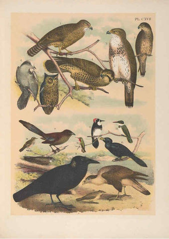 Reproducción/Reproduction 6022168495: The birds of North America New York :Published under the auspices of the Natural Science Association of America,1903