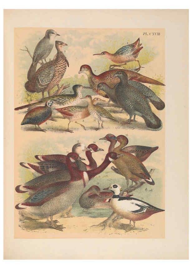 Reproducción/Reproduction 6022726774: The birds of North America New York :Published under the auspices of the Natural Science Association of America,1903