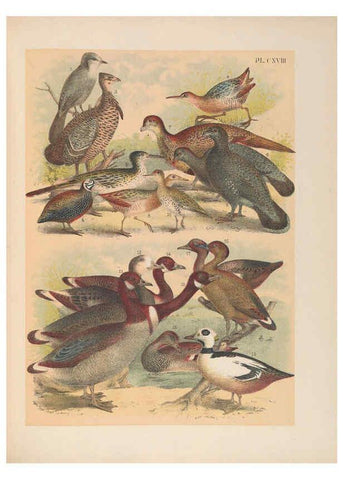 Reproducción/Reproduction 6022726774: The birds of North America New York :Published under the auspices of the Natural Science Association of America,1903