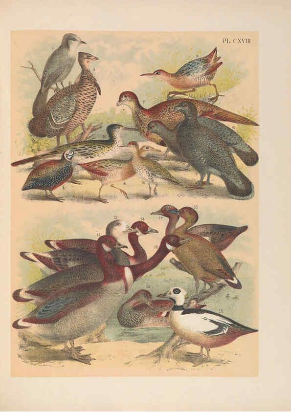 Reproducción/Reproduction 6022726774: The birds of North America New York :Published under the auspices of the Natural Science Association of America,1903