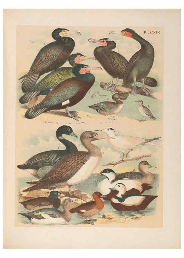 Reproducción/Reproduction 6022169887: The birds of North America New York :Published under the auspices of the Natural Science Association of America,1903