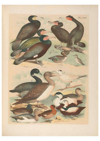 Reproducción/Reproduction 6022169887: The birds of North America New York :Published under the auspices of the Natural Science Association of America,1903