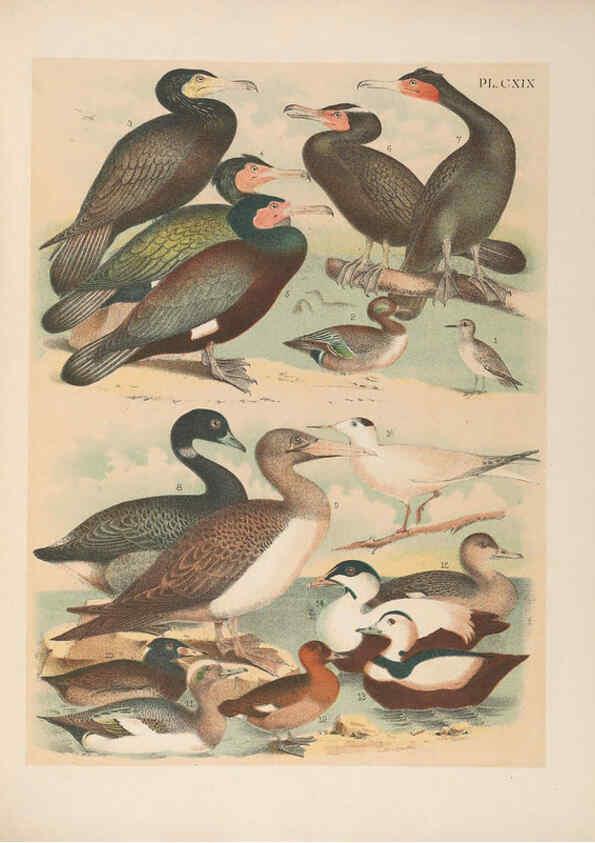 Reproducción/Reproduction 6022169887: The birds of North America New York :Published under the auspices of the Natural Science Association of America,1903