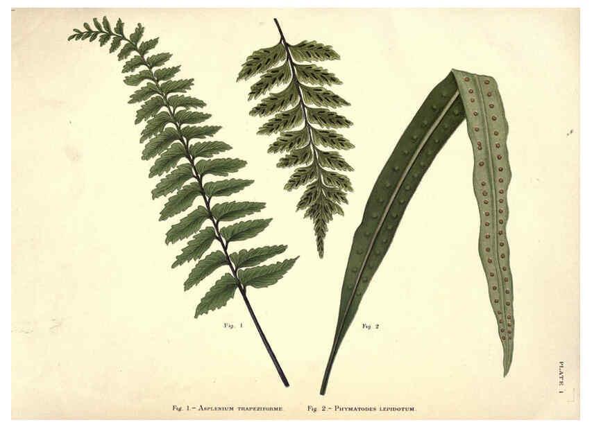 Reproducción/Reproduction 6025227923: Album of Indian ferns London :W. Day, 1887