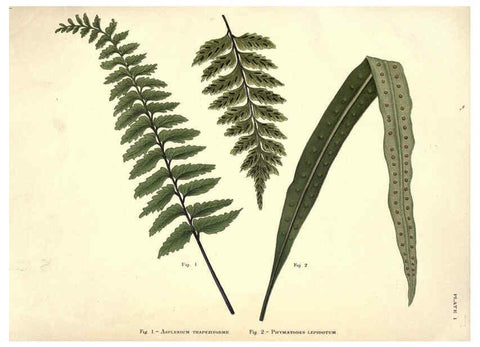 Reproducción/Reproduction 6025227923: Album of Indian ferns London :W. Day, 1887