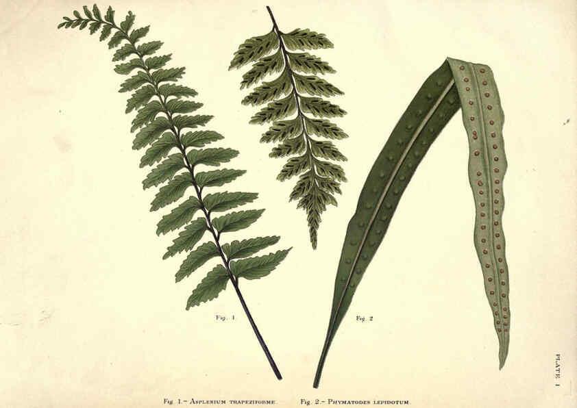 Reproducción/Reproduction 6025227923: Album of Indian ferns London :W. Day, 1887