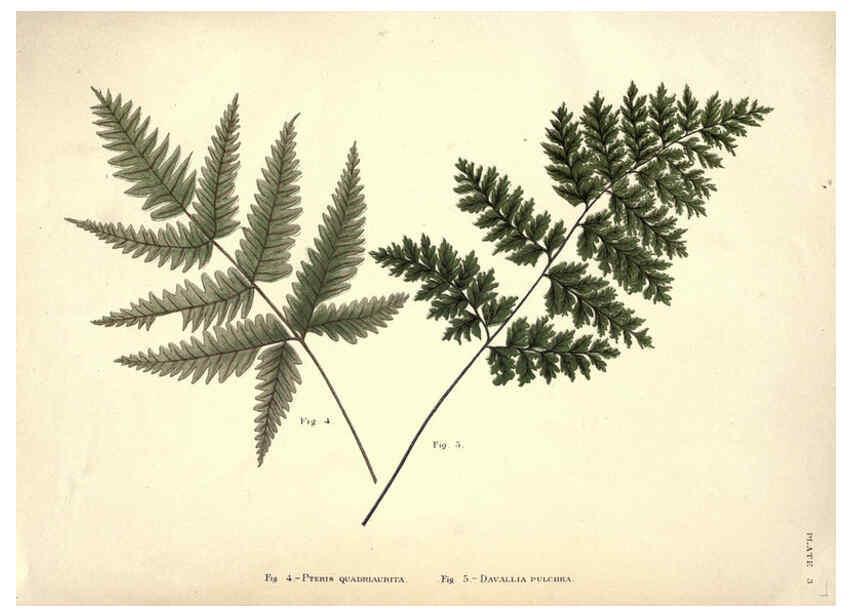 Reproducción/Reproduction 6025228341: Album of Indian ferns London :W. Day, 1887