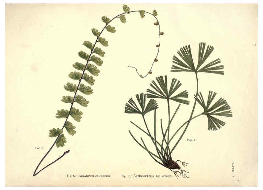 Reproducción/Reproduction 6025228501: Album of Indian ferns London :W. Day, 1887