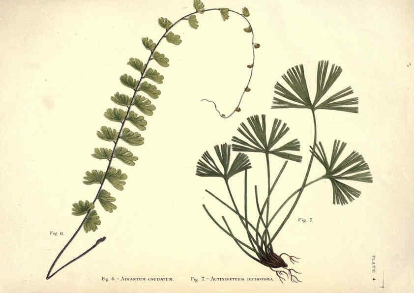 Reproducción/Reproduction 6025228501: Album of Indian ferns London :W. Day, 1887