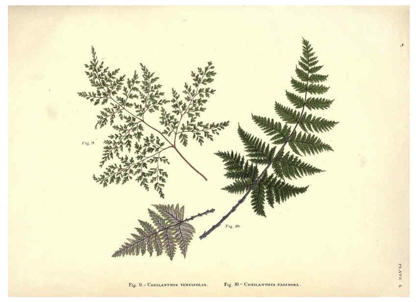 Reproducción/Reproduction 6025228927: Album of Indian ferns London :W. Day, 1887