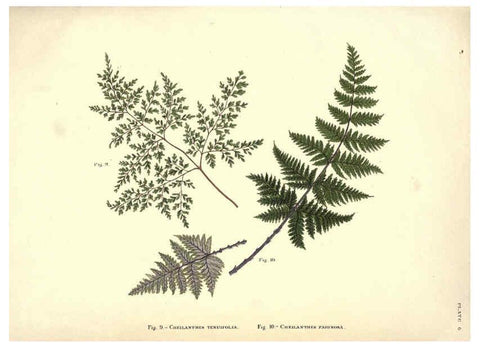Reproducción/Reproduction 6025228927: Album of Indian ferns London :W. Day, 1887