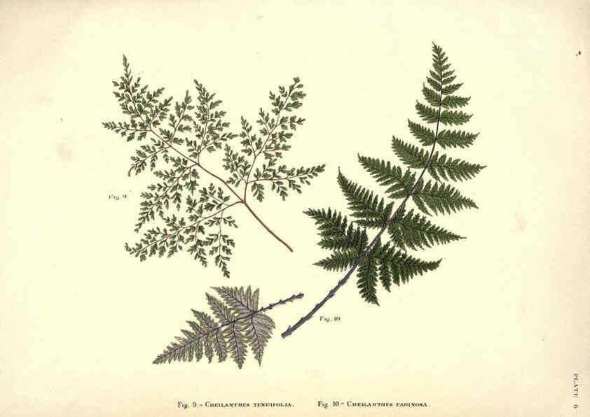 Reproducción/Reproduction 6025228927: Album of Indian ferns London :W. Day, 1887