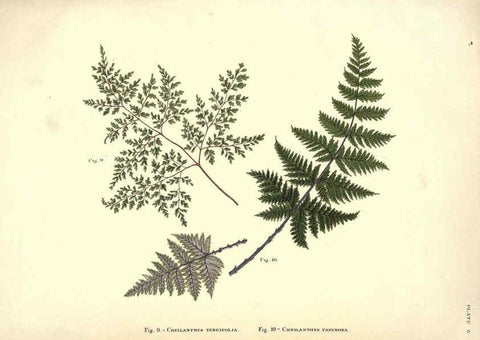 Reproducción/Reproduction 6025228927: Album of Indian ferns London :W. Day, 1887