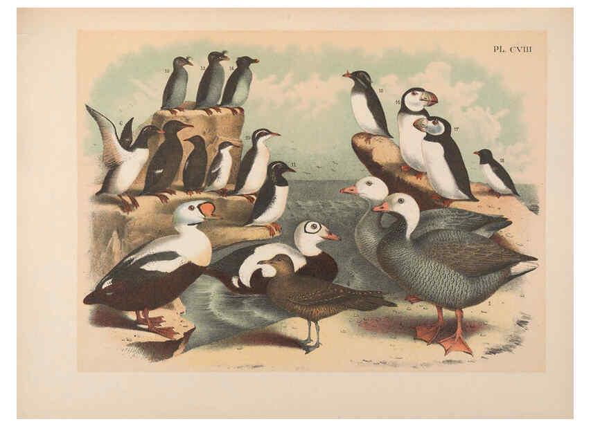 Reproducción/Reproduction 6022164149: The birds of North America New York :Published under the auspices of the Natural Science Association of America,1903