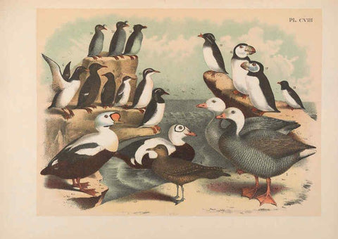 Reproducción/Reproduction 6022164149: The birds of North America New York :Published under the auspices of the Natural Science Association of America,1903