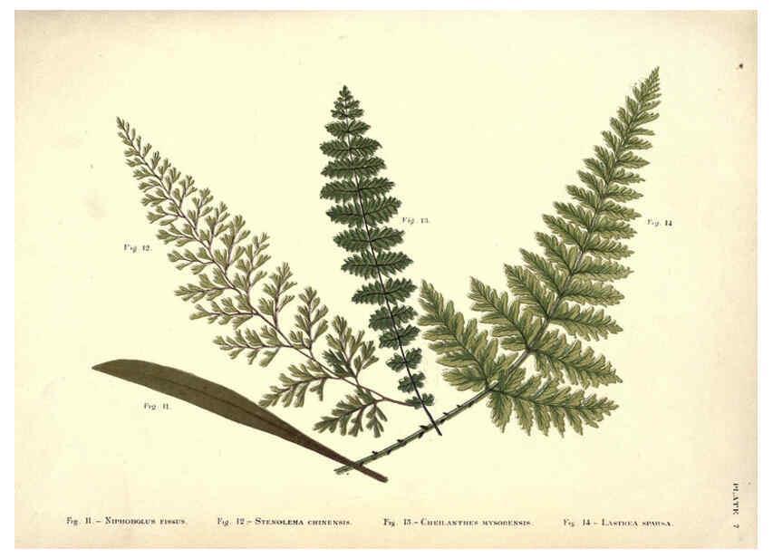 Reproducción/Reproduction 6025229095: Album of Indian ferns London :W. Day, 1887
