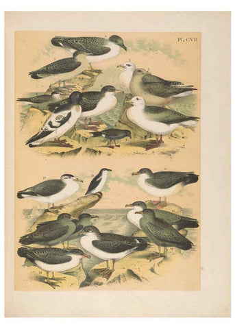 Reproducción/Reproduction 6022163657: The birds of North America New York :Published under the auspices of the Natural Science Association of America,1903
