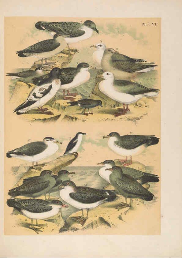 Reproducción/Reproduction 6022163657: The birds of North America New York :Published under the auspices of the Natural Science Association of America,1903