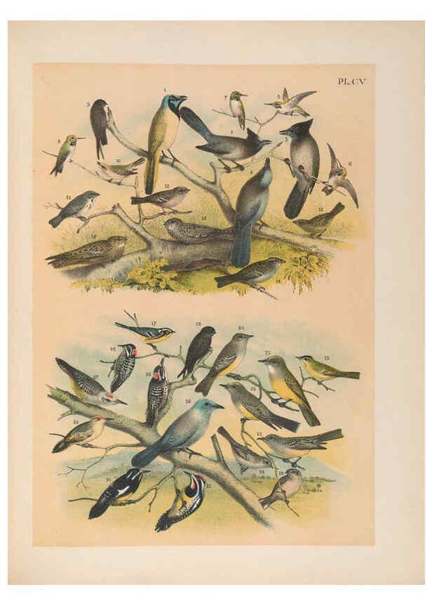 Reproducción/Reproduction 6022162733: The birds of North America New York :Published under the auspices of the Natural Science Association of America,1903