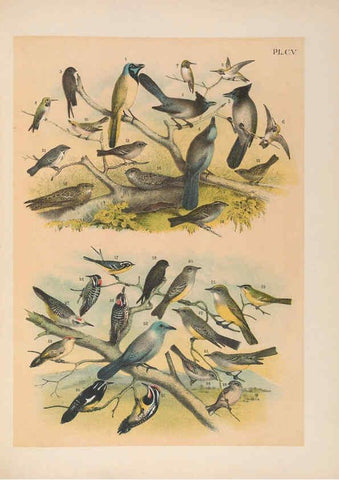 Reproducción/Reproduction 6022162733: The birds of North America New York :Published under the auspices of the Natural Science Association of America,1903