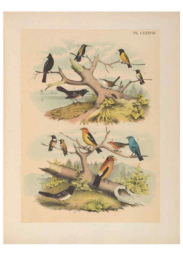 Reproducción/Reproduction 6022711458: The birds of North America New York :Published under the auspices of the Natural Science Association of America,1903