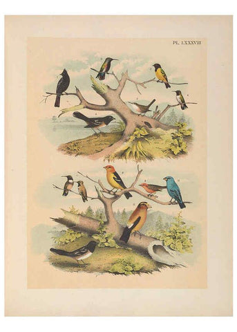 Reproducción/Reproduction 6022711458: The birds of North America New York :Published under the auspices of the Natural Science Association of America,1903
