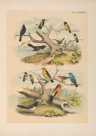 Reproducción/Reproduction 6022711458: The birds of North America New York :Published under the auspices of the Natural Science Association of America,1903
