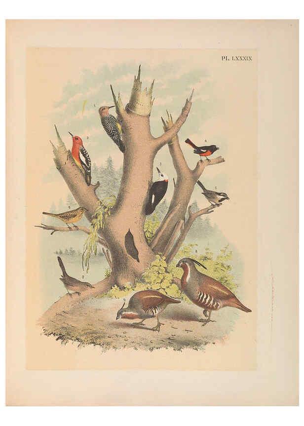 Reproducción/Reproduction 6022712068: The birds of North America New York :Published under the auspices of the Natural Science Association of America,1903