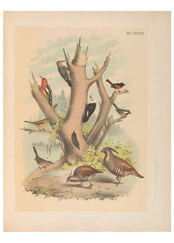 Reproducción/Reproduction 6022712068: The birds of North America New York :Published under the auspices of the Natural Science Association of America,1903