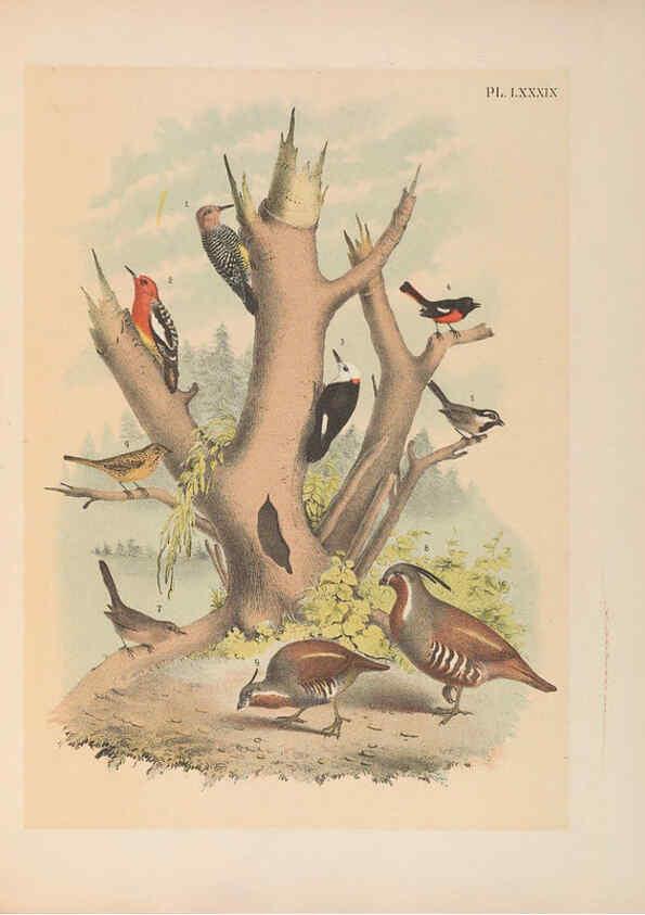 Reproducción/Reproduction 6022712068: The birds of North America New York :Published under the auspices of the Natural Science Association of America,1903