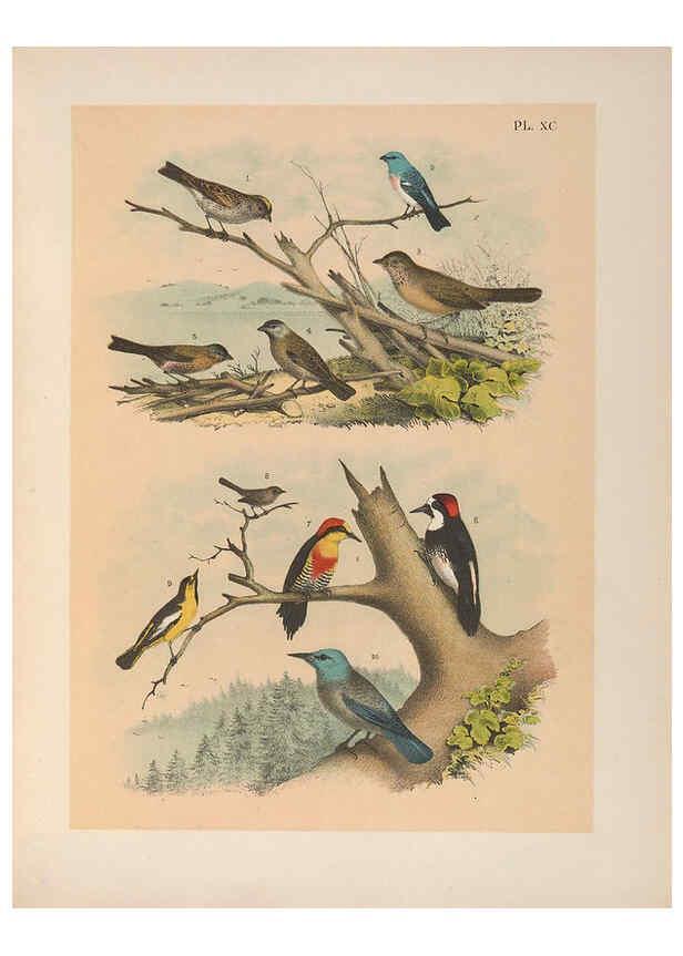 Reproducción/Reproduction 6022712760: The birds of North America New York :Published under the auspices of the Natural Science Association of America,1903