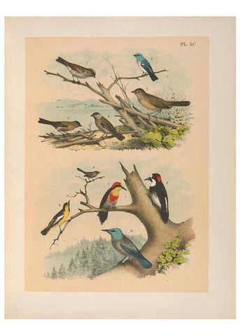 Reproducción/Reproduction 6022712760: The birds of North America New York :Published under the auspices of the Natural Science Association of America,1903