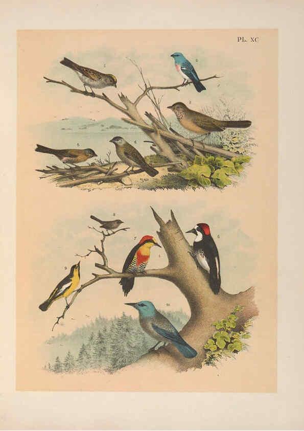 Reproducción/Reproduction 6022712760: The birds of North America New York :Published under the auspices of the Natural Science Association of America,1903
