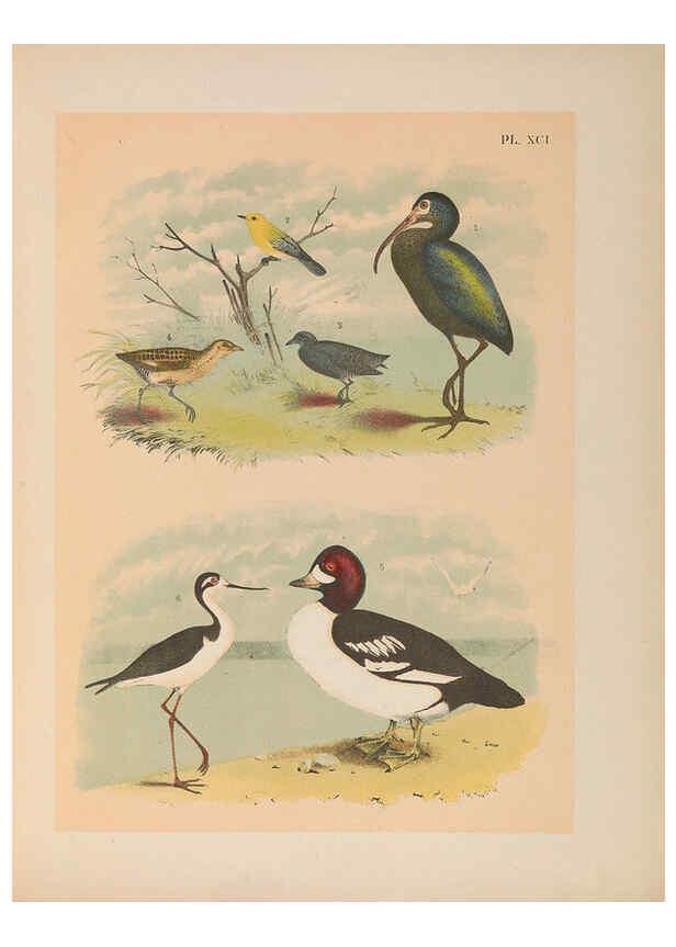 Reproducción/Reproduction 6022156149: The birds of North America New York :Published under the auspices of the Natural Science Association of America,1903