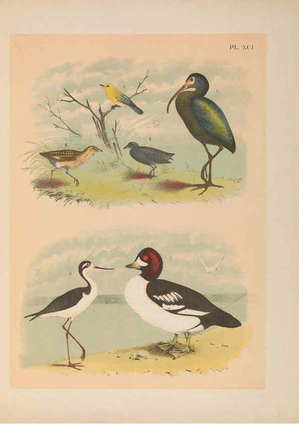 Reproducción/Reproduction 6022156149: The birds of North America New York :Published under the auspices of the Natural Science Association of America,1903