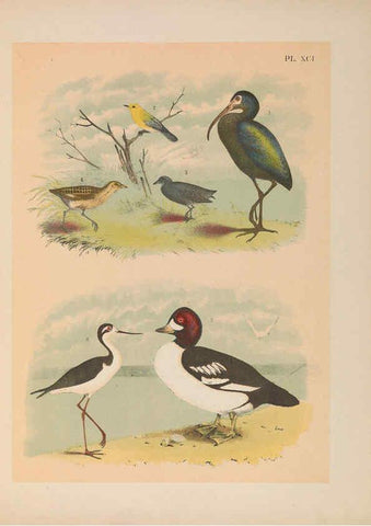 Reproducción/Reproduction 6022156149: The birds of North America New York :Published under the auspices of the Natural Science Association of America,1903