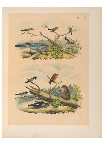 Reproducción/Reproduction 6022156717: The birds of North America New York :Published under the auspices of the Natural Science Association of America,1903