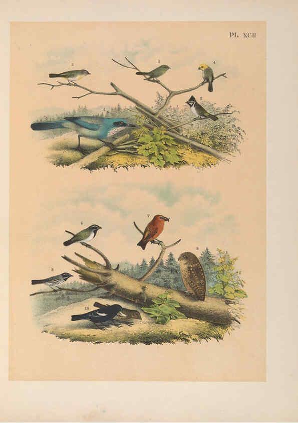 Reproducción/Reproduction 6022156717: The birds of North America New York :Published under the auspices of the Natural Science Association of America,1903