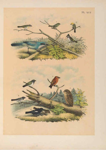 Reproducción/Reproduction 6022156717: The birds of North America New York :Published under the auspices of the Natural Science Association of America,1903
